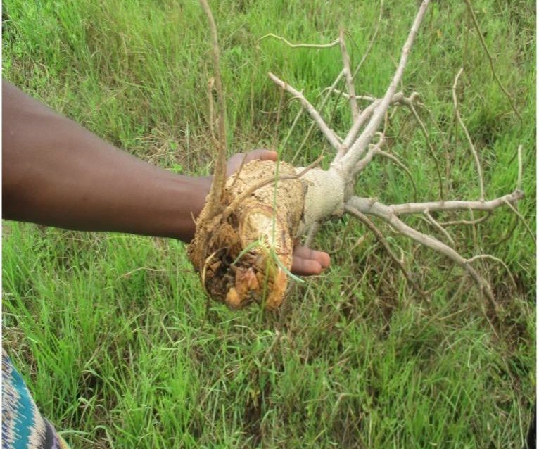 Damaged moringa root on flooded farmland